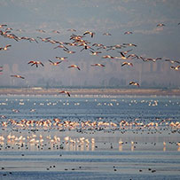 Akyatan Wildlife Development Area