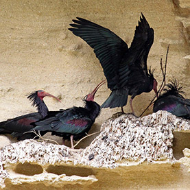 Birecik & Bald Ibises