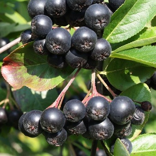 Yalova Aronia