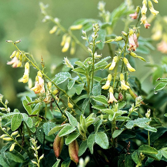>Elazig Astragalus Honey