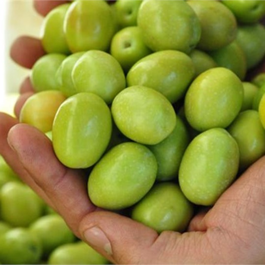 Aydin Memecik Olives