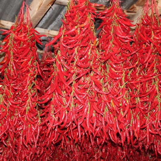 Cukuroren Pepper