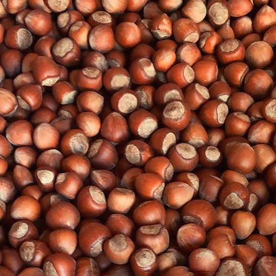 Arsin Fosha Hazelnut