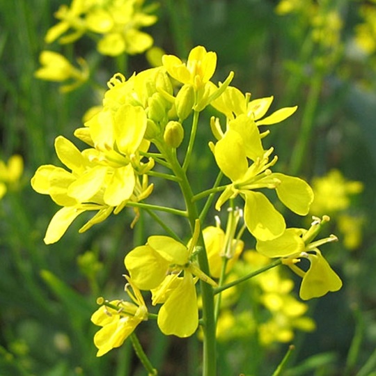 Duzce Mustard
