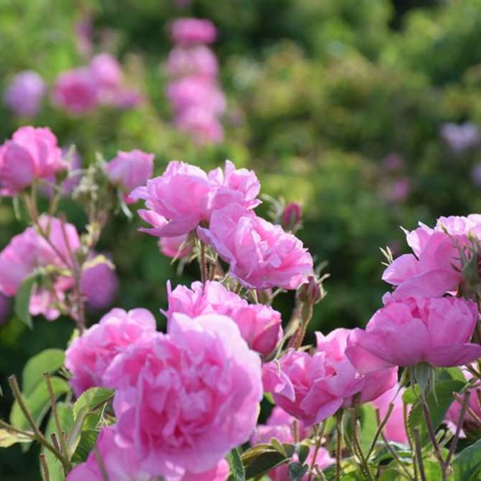 Isparta Rose Water