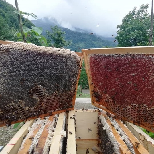 Arhavi Chestnut Honey