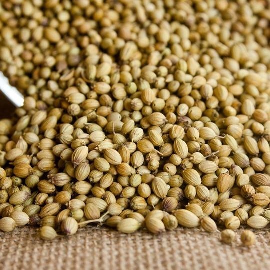 Karamanli Coriander