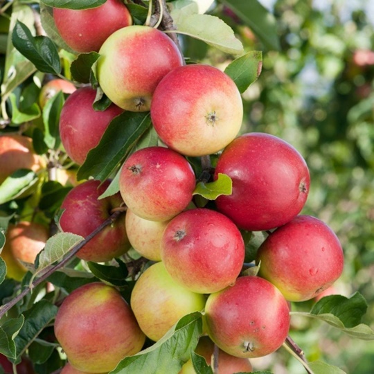 Amasya Lime Apple