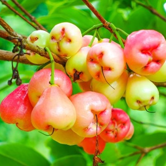 Posof Apple  Badele Apple