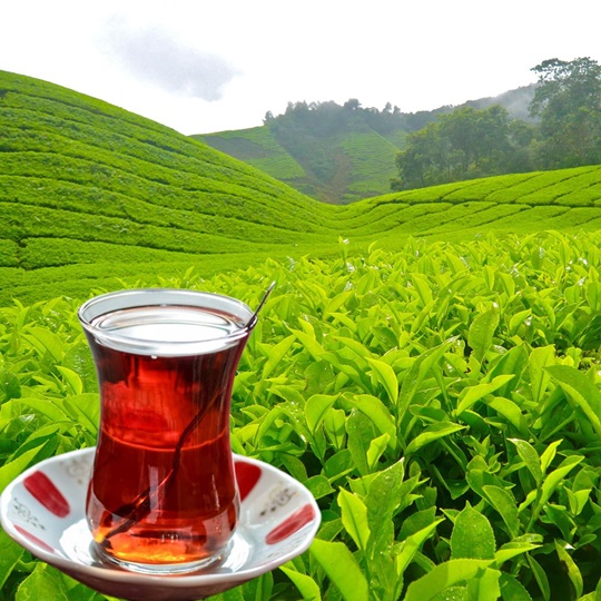 Rize Tea