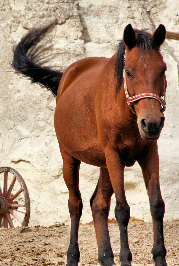 Cappadocia Horse-Back Riding Tours