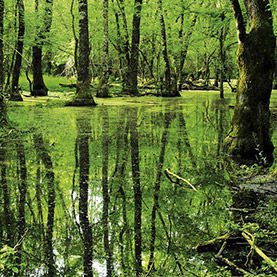 İğneada Floodplain Forests National Park