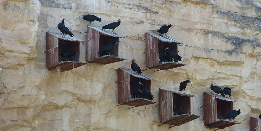 Birecik & Bald Ibises