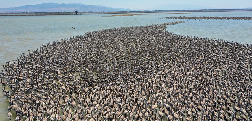 Lake Manyas Bird Paradise National Park