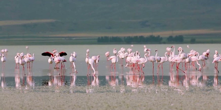 Lake Seyfe Bird Sanctuary