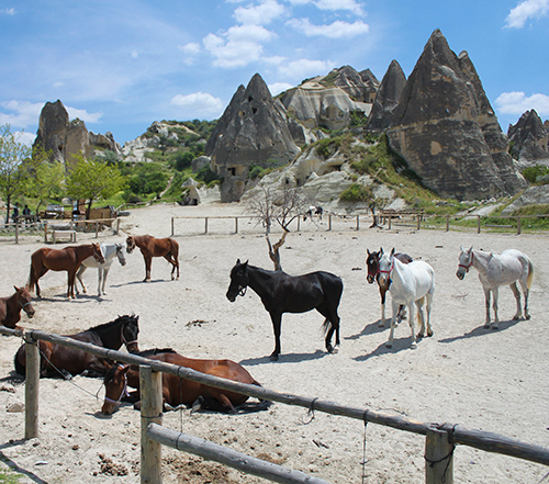 2-Hour Horse-Back Riding Tour